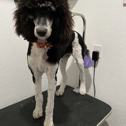 Poodle Puppies from Spanish Flower Standard Poodles