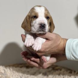 Mocha - Red and white male Basset Hound puppy in Lone Jack, Missouri from Wee Little Bassets