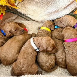 Goldendoodle and Poodle Puppies from The Henry Doodles