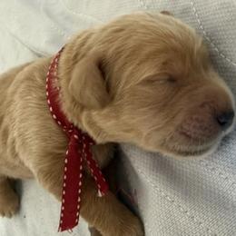 RUBY - Red  female Goldendoodle puppy in Porter Ranch, California from Jasperdoodle.com