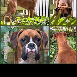 Lucy - Boxer
