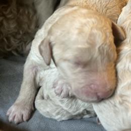 Boy 4 - male Labradoodle puppy in Toledo, Washington from Bigfoot Doodles