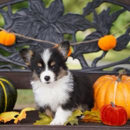 Cove-FLUFFY COAT - Black and tan male Pembroke Welsh Corgi puppy in Berea, Kentucky from SunShine Corgis
