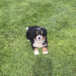 Arya - Tri-color female Bernedoodle puppy in Apple Creek, Ohio from Grandeur Valley Puppies