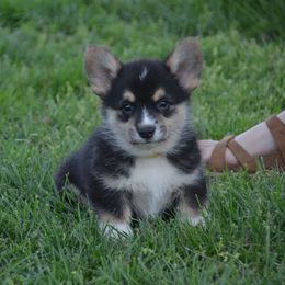 Pembroke Welsh Corgi Puppies from Griswold Pembroke Welsh Corgis