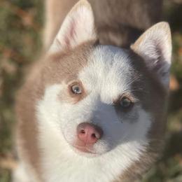 Reno- pomsky - Alaskan Husky