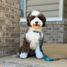 Heaven - Australian Labradoodle