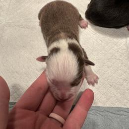 Donner - Red tri male Toy Australian Shepherd puppy in Menan, Idaho from Teton Toy Aussies