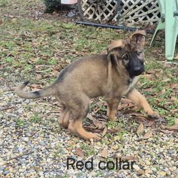 Naviah - Sable female German Shepherd puppy in Murray, Kentucky from Froschwald German Shepherds and Xanadu Teddy Roosevelt Terriers