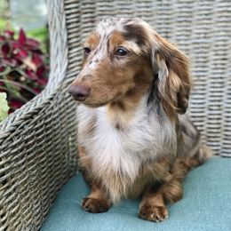 Kingston  - Dachshund