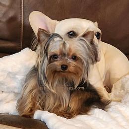 Ryder - Blue and gold Yorkshire Terrier puppy in Salem, Missouri from Tiny Tot Yorkies