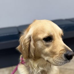 Dolly - Golden Retriever