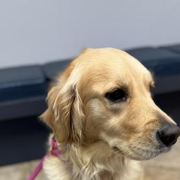 Dolly - Golden Retriever