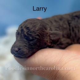 Male 4 brown - Brown male Poodle puppy in Greenville, North Carolina from Grace Poodles