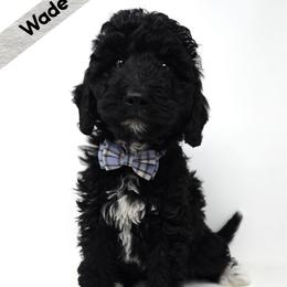 Wade - Black and white male Bernedoodle puppy in Crawfordsville, Indiana from Winding Creek Ranch Doodles