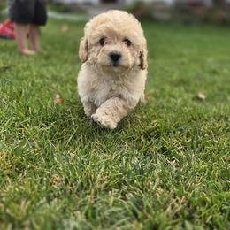Poodle Puppies from Caboodles Of Poodles