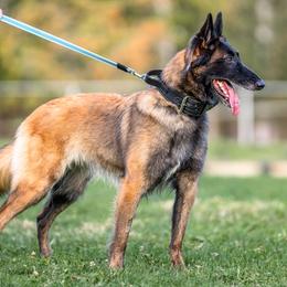 Belgian Tervuren from Nordstern Tervuren