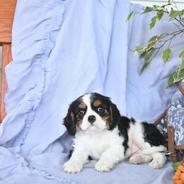 Kennadee - Tri-color female Cavalier King Charles Spaniel puppy in Sacramento, California from Blueberry Hill Cavaliers