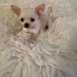 Tinkerbell - Cream and white female Chihuahua puppy in Pounding  Mill, Virginia from Rosa's Chihuahuas
