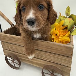 Girl 3 - Red female Cavapoo puppy in Camden, North Carolina from Luv My Doodle