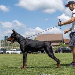 Doberman Pinscher puppies from Blacklist Dobermans