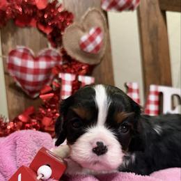 Hershey - Tri-color male Cavalier King Charles Spaniel puppy in Kidder, South Dakota from Continental Cavaliers