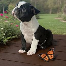 Boy 1 - Black and white male Boston Terrier puppy in North Central, Vermont from Windy Valley’s Bostons