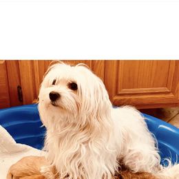 Khaleesi - Maltipoo