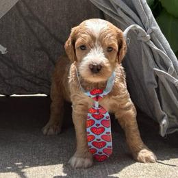 Peter Rabbit - Red  male Goldendoodle puppy in Camden, North Carolina from Oopsie Doodles of NC