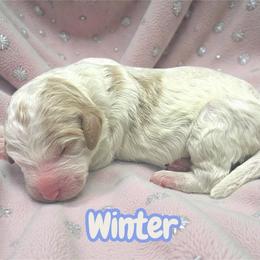 Winter - Parti female Goldendoodle puppy in Ellenburg Center, New York from Kristin's Puppies