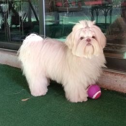 Shih Tzus from Halida's Shih Tzus