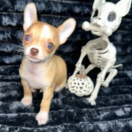 Sully - Chocolate sabled fawn male Chihuahua puppy in Palmyra, Indiana from Country Star Chihuahuas