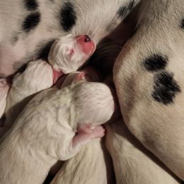 Dalmatian Puppies from America's Dalmatian Friends