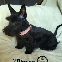 Minerva - Scottish Terrier
