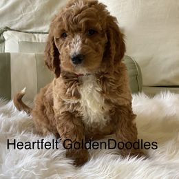 Bernedoodle and Goldendoodle Puppies from Heartfelt GoldenDoodles