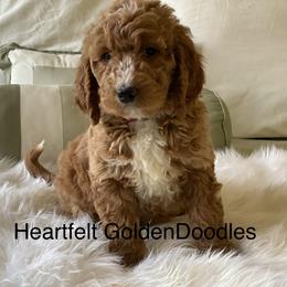 Bernedoodle and Goldendoodle Puppies from Heartfelt GoldenDoodles