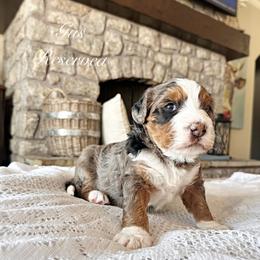 Albert - Merle male Bernedoodle puppy in Salina, Oklahoma from Hudson Shore Bernedoodles