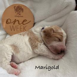 Girl 5 - Yellow and white female Bernedoodle puppy in Pottstown, Pennsylvania from Willow-Be Doodles