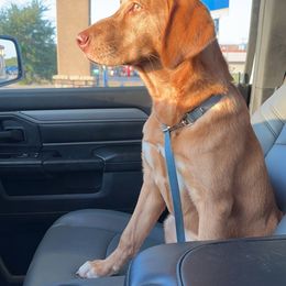 Labrador Retriever All Grown Up from Perfect Storm Kennels