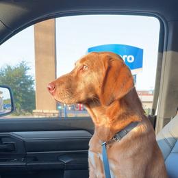 Labrador Retriever All Grown Up from Perfect Storm Kennels