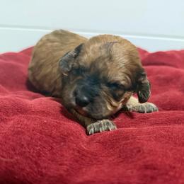 Rose - Sable female Cavapoo puppy in Spokane, Washington from PJE Cavs and Poos