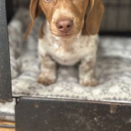 Dachshund Puppies from JT Dachshunds