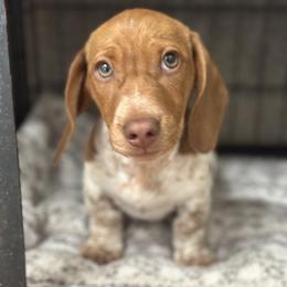 Dachshund Puppies from JT Dachshunds