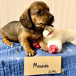 Mounds - Brindle female Dachshund puppy in Crawford, Colorado from Spotted Doxie Ranch