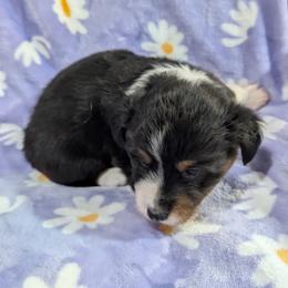Daytona - Black and tan male Pembroke Welsh Corgi puppy in Bridge City, Texas from Disco Corgis