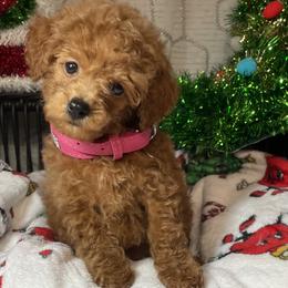 Labrador Retriever, Poodle, Shih Tzu, and Yorkshire Terrier Puppies from Silver Bells Paw Prints