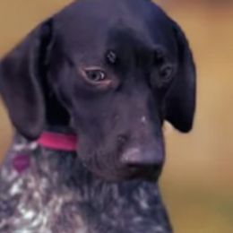 German Shorthaired Pointers from The Hunter's Post