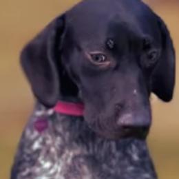 German Shorthaired Pointers from The Hunter's Post