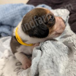 Yellow - Black tan and white male Beagle puppy in Vallejo, California from Tailwindfarm
