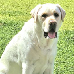 Labrador Retriever All Grown Up from Sandy Paws Labradors Maui
